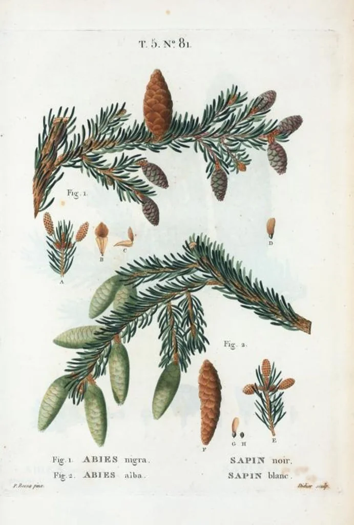 An illustration from Nouveau Duhamel, 1801, leaf 344