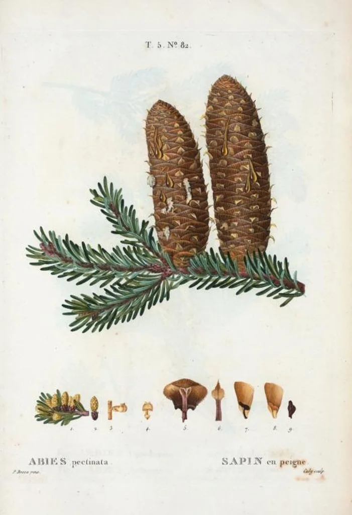 An illustration from Nouveau Duhamel, 1801, leaf 345