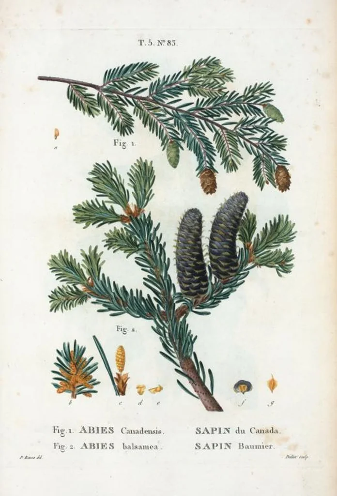 An illustration from Nouveau Duhamel, 1801, leaf 346