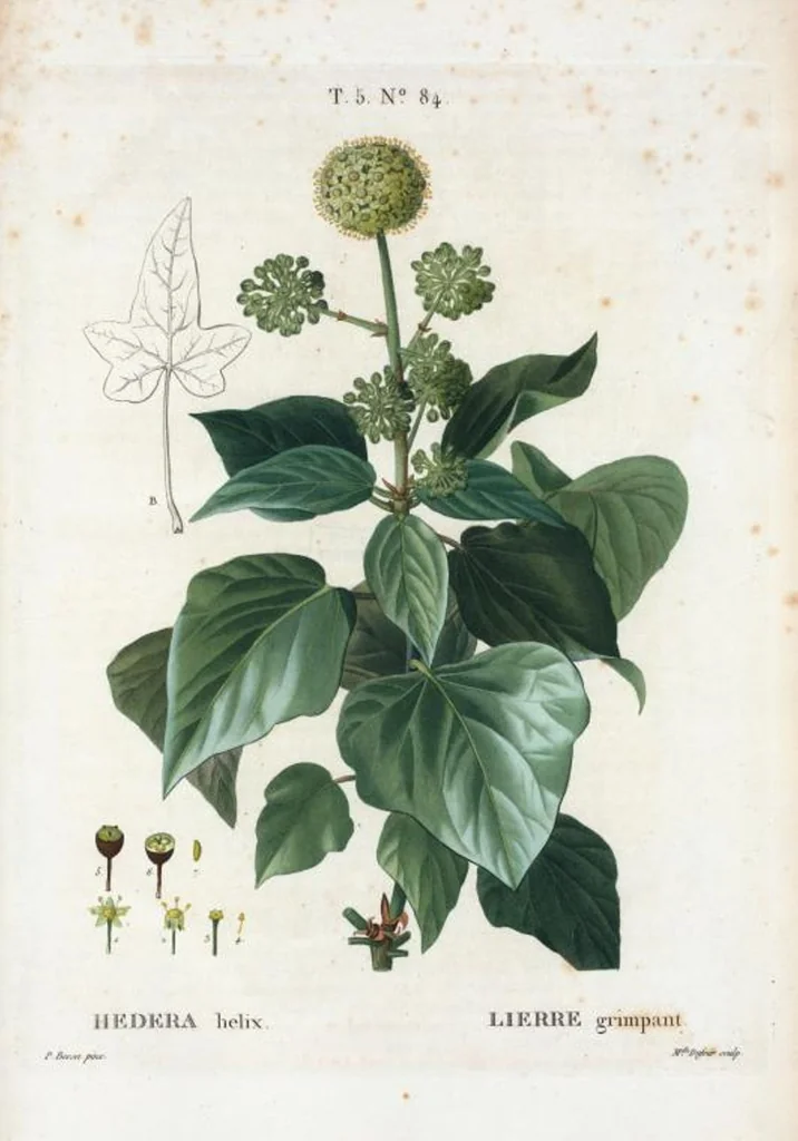 An illustration from Nouveau Duhamel, 1801, leaf 347