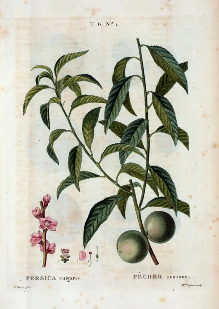An illustration from Nouveau Duhamel, 1801, leaf 349
