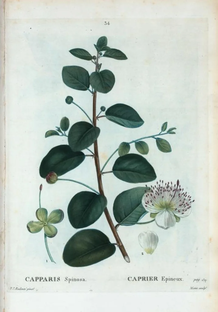 An illustration from Nouveau Duhamel, 1801, leaf 35