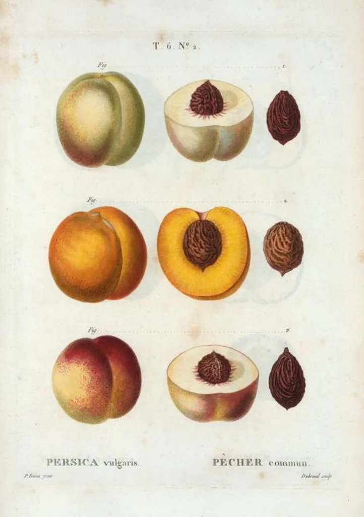 An illustration from Nouveau Duhamel, 1801, leaf 350