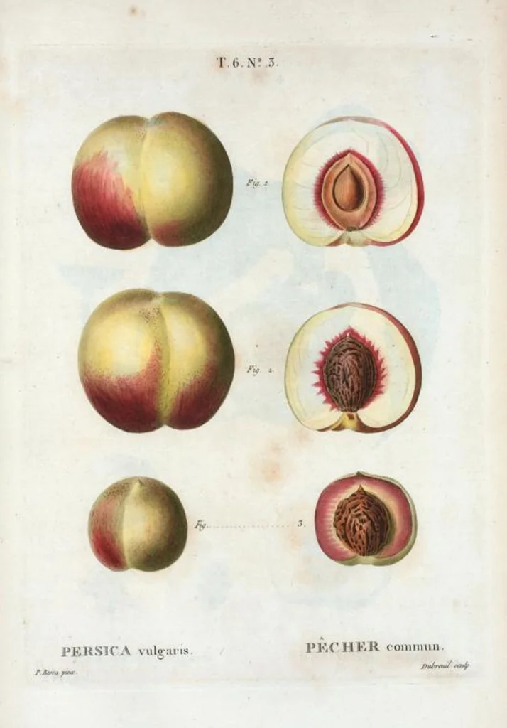 An illustration from Nouveau Duhamel, 1801, leaf 351