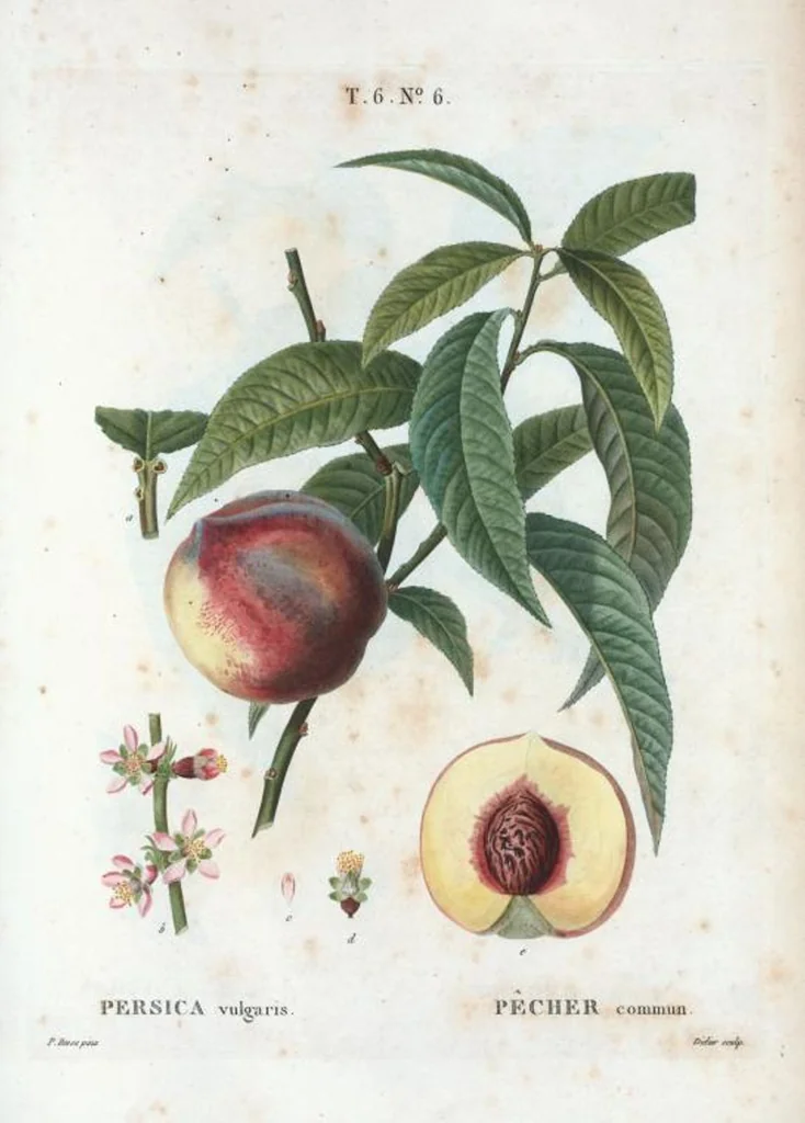 An illustration from Nouveau Duhamel, 1801, leaf 354