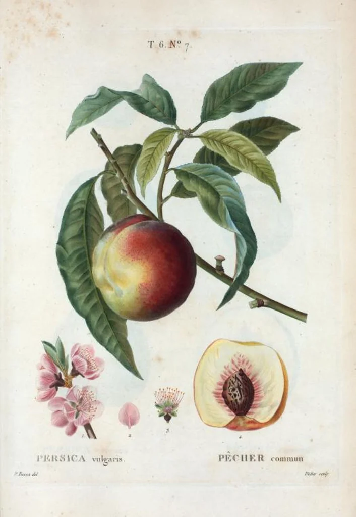 An illustration from Nouveau Duhamel, 1801, leaf 355