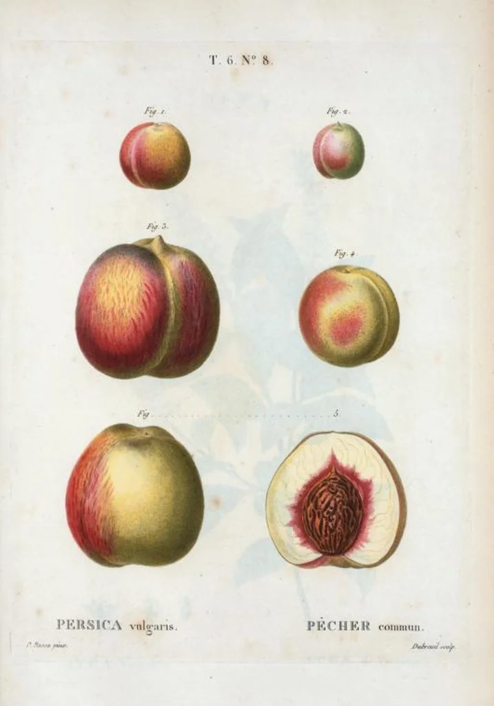 An illustration from Nouveau Duhamel, 1801, leaf 356