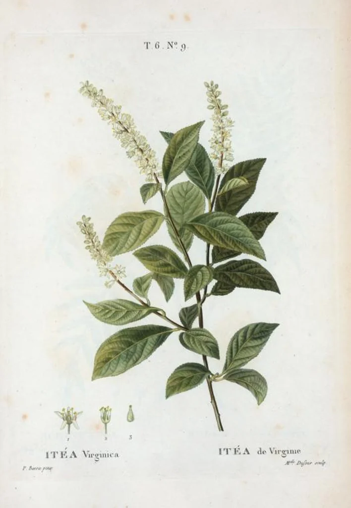 An illustration from Nouveau Duhamel, 1801, leaf 357