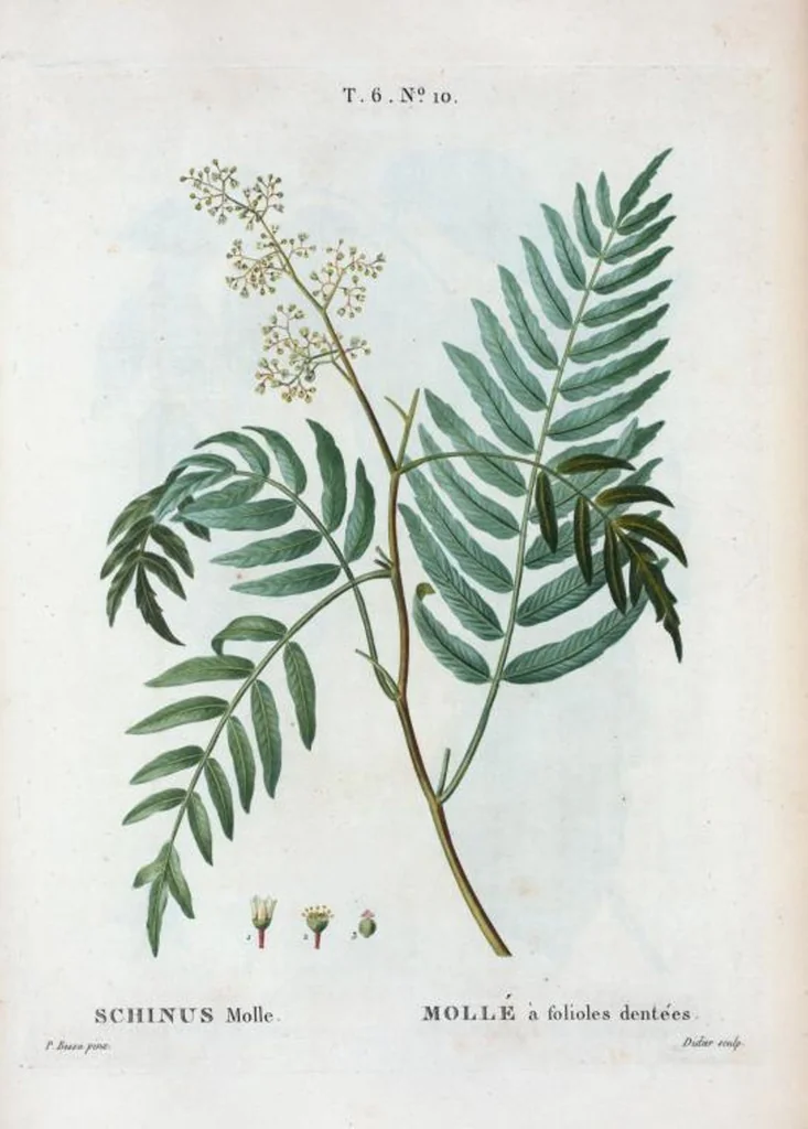 An illustration from Nouveau Duhamel, 1801, leaf 358