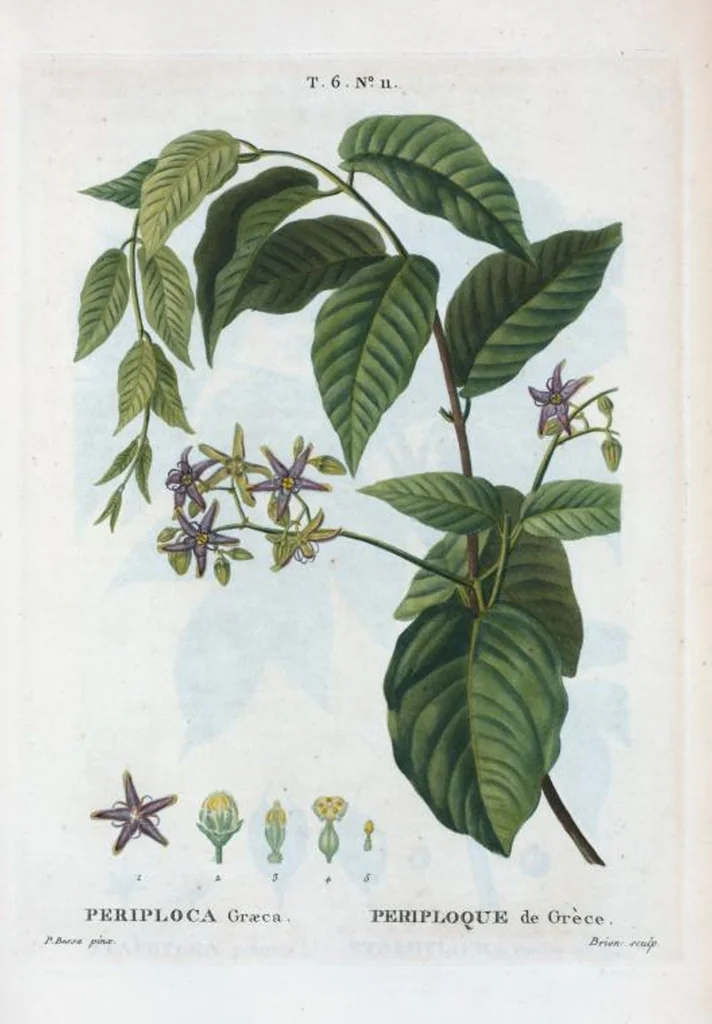 An illustration from Nouveau Duhamel, 1801, leaf 359