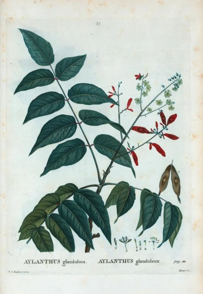 An illustration from Nouveau Duhamel, 1801, leaf 36