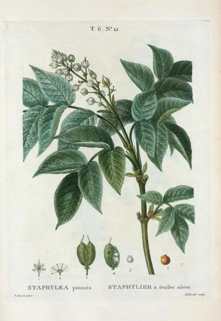 An illustration from Nouveau Duhamel, 1801, leaf 360