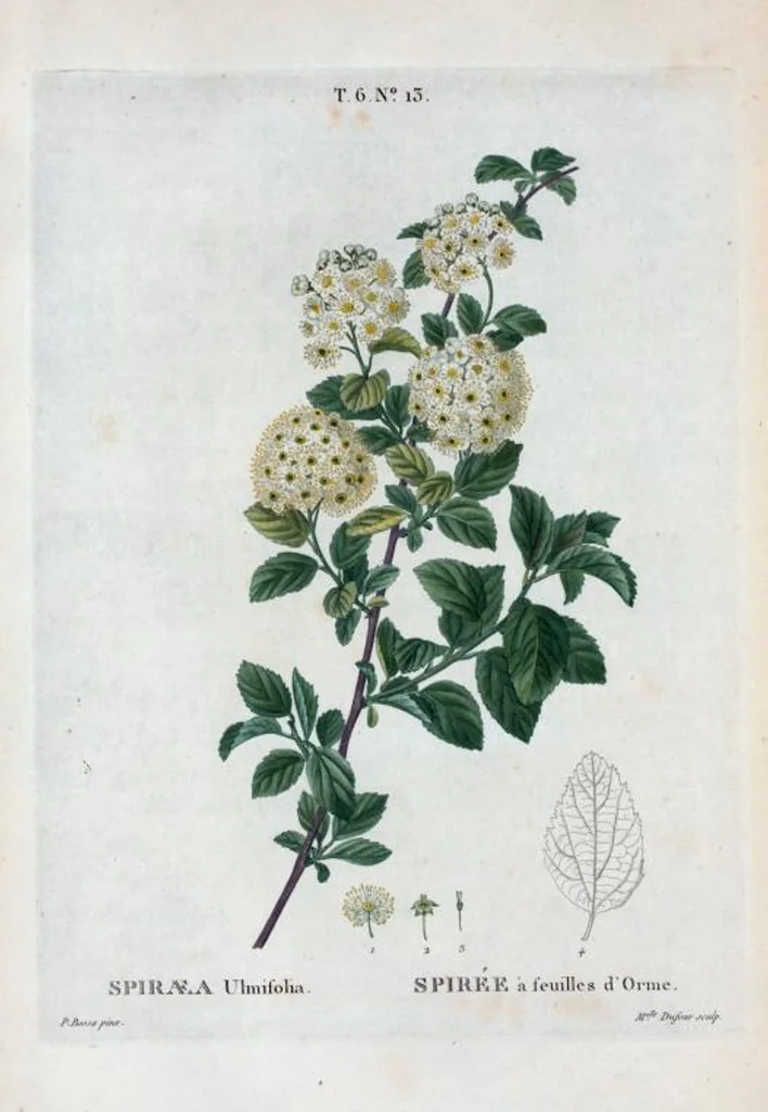 An illustration from Nouveau Duhamel, 1801, leaf 361