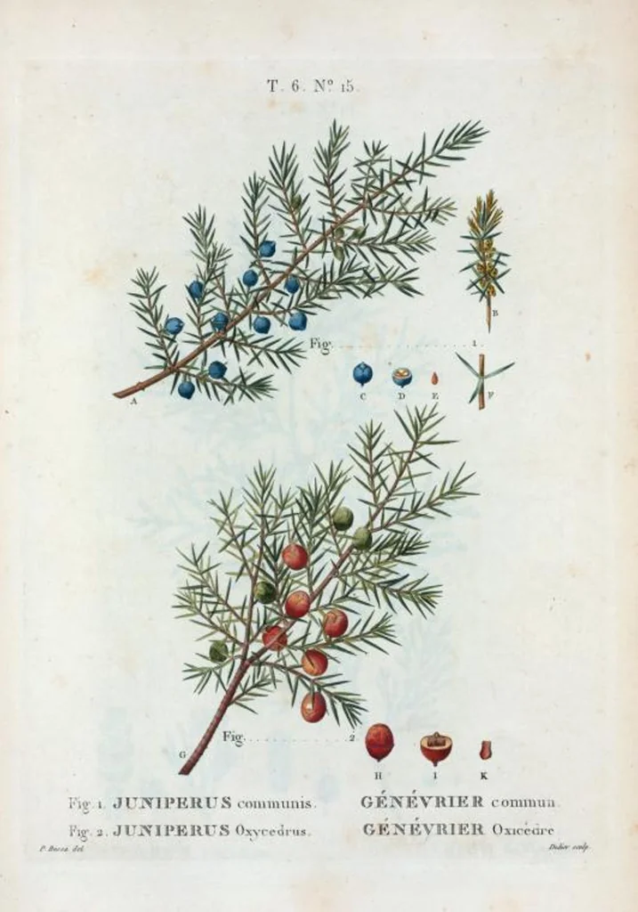 An illustration from Nouveau Duhamel, 1801, leaf 362