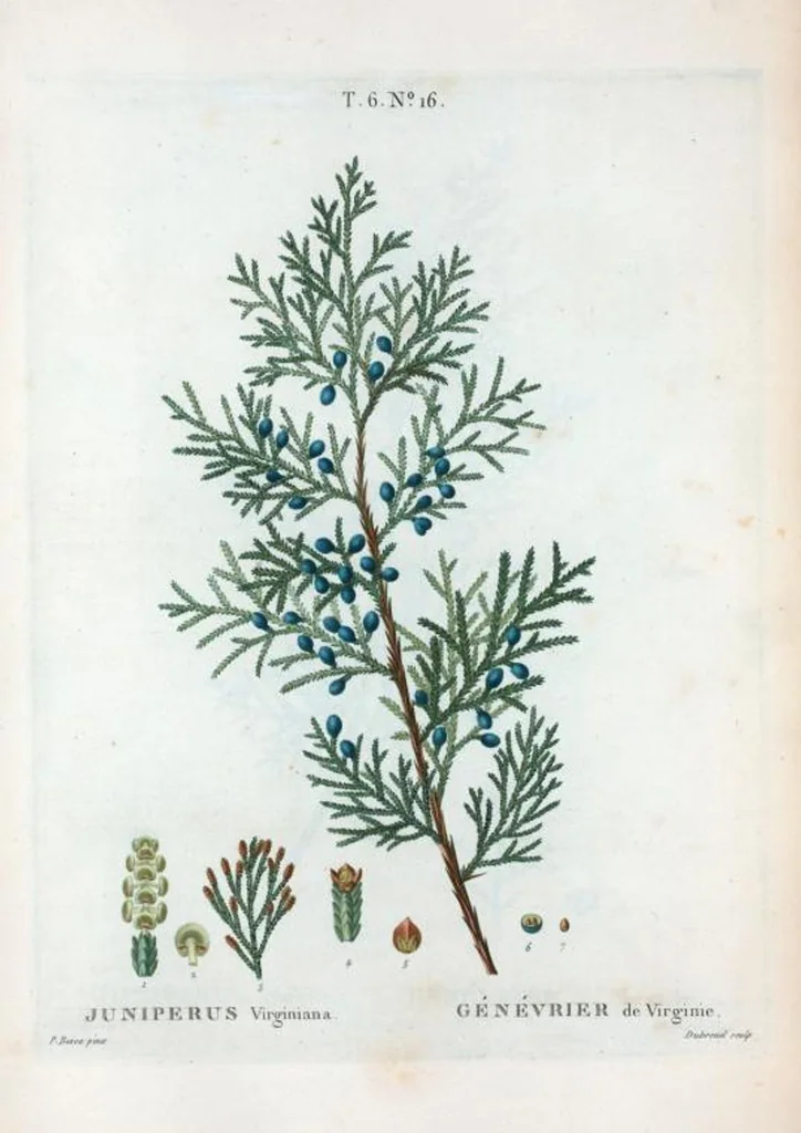 An illustration from Nouveau Duhamel, 1801, leaf 364