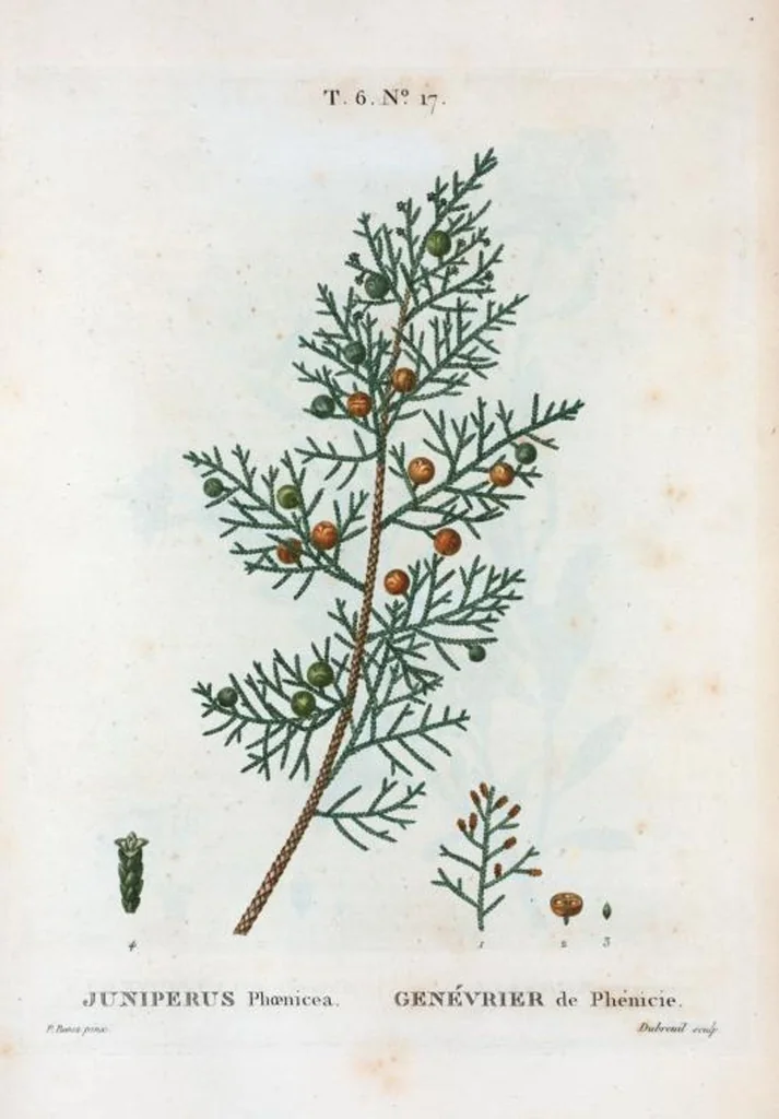 An illustration from Nouveau Duhamel, 1801, leaf 365