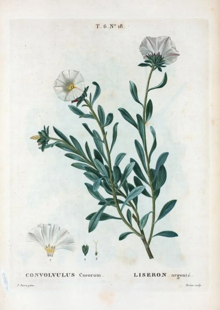 An illustration from Nouveau Duhamel, 1801, leaf 366