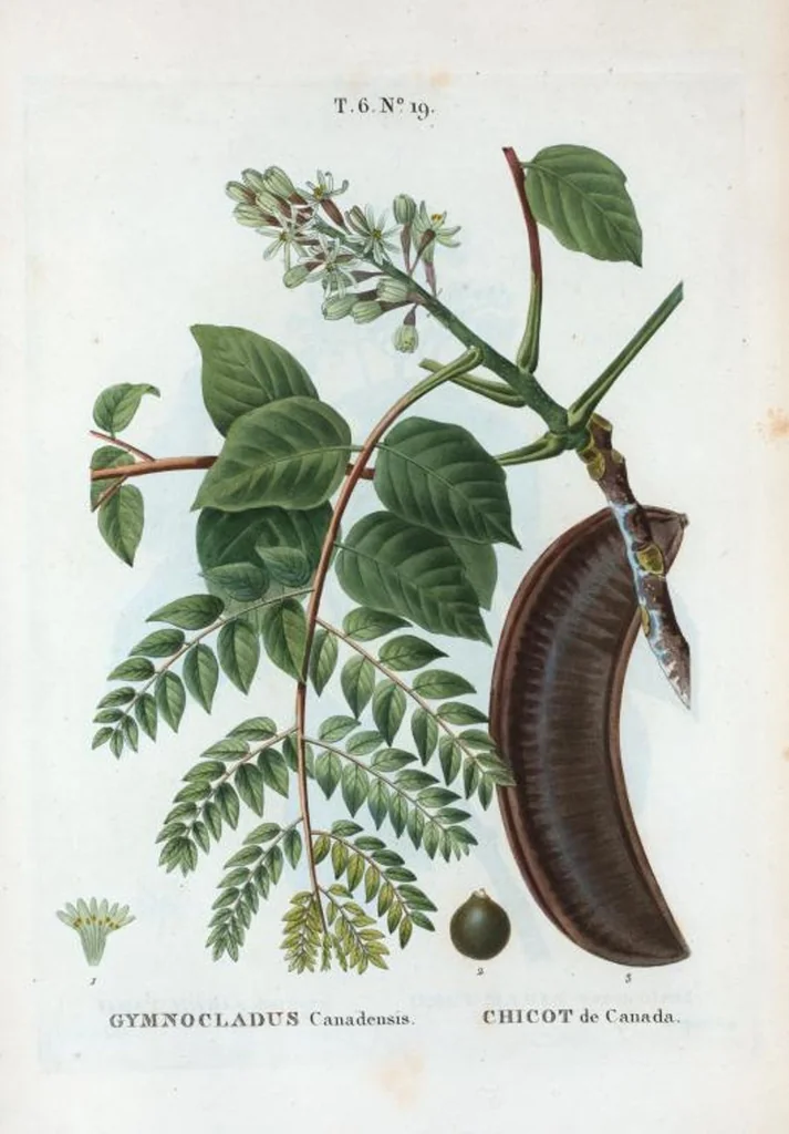 An illustration from Nouveau Duhamel, 1801, leaf 367