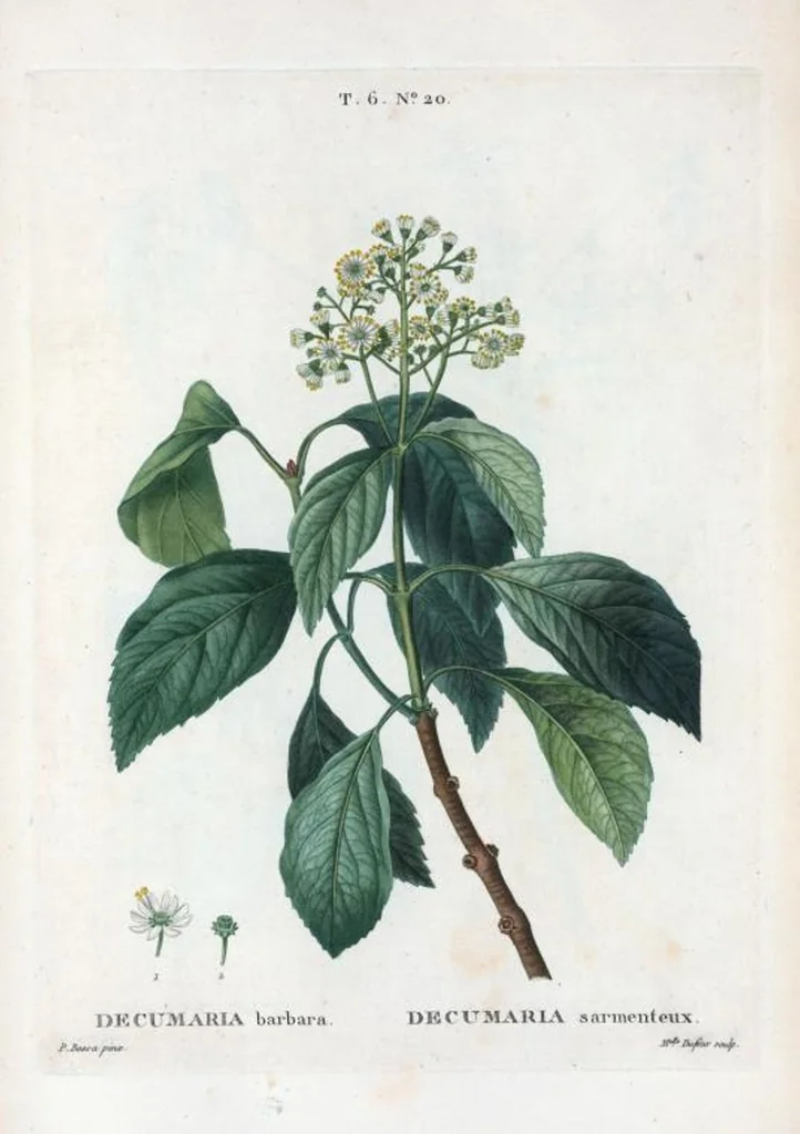 An illustration from Nouveau Duhamel, 1801, leaf 368