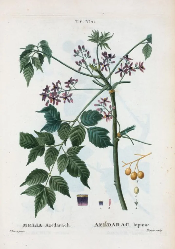 An illustration from Nouveau Duhamel, 1801, leaf 369