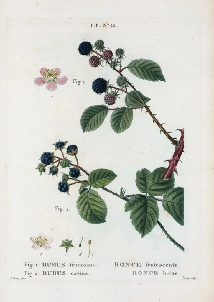 An illustration from Nouveau Duhamel, 1801, leaf 370