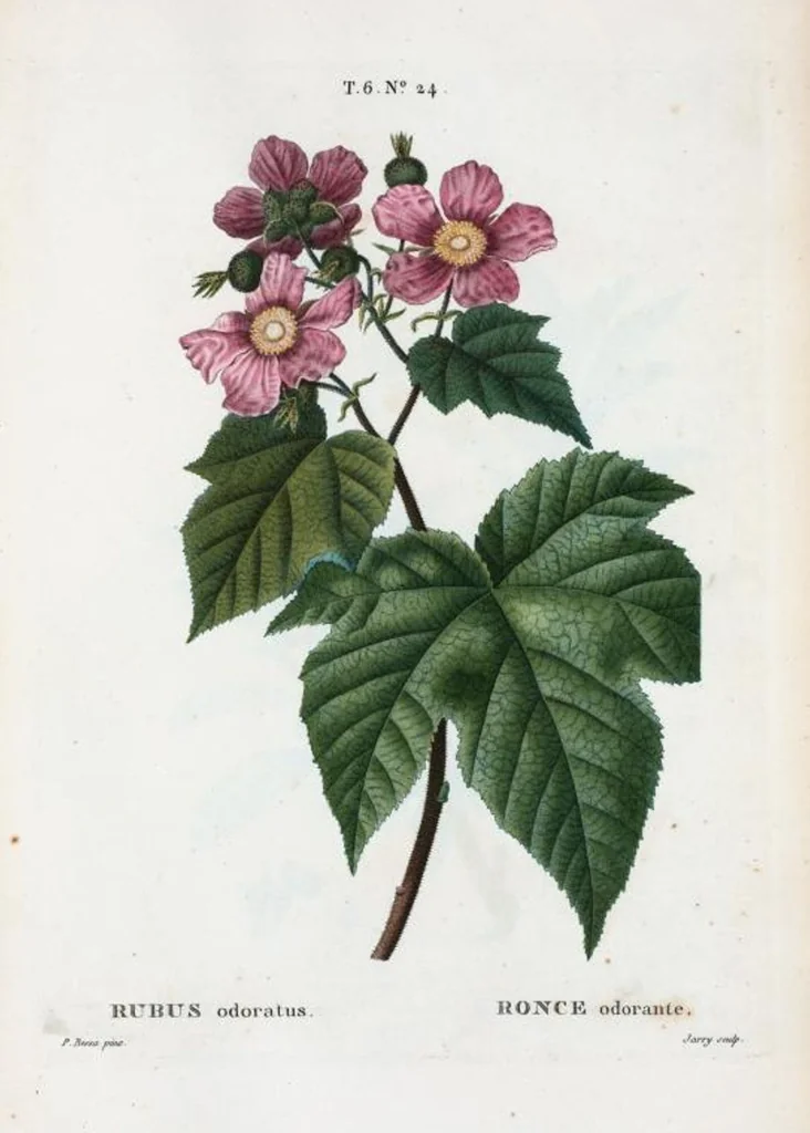 An illustration from Nouveau Duhamel, 1801, leaf 372