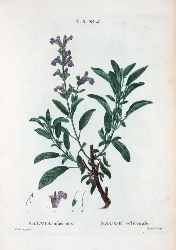 An illustration from Nouveau Duhamel, 1801, leaf 373