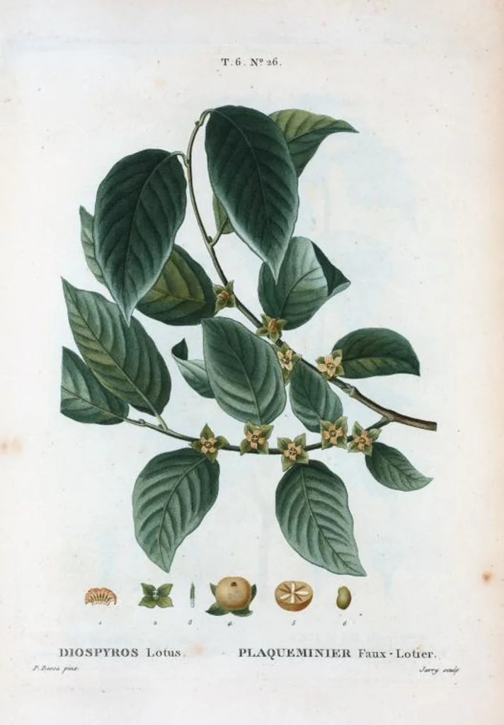An illustration from Nouveau Duhamel, 1801, leaf 374