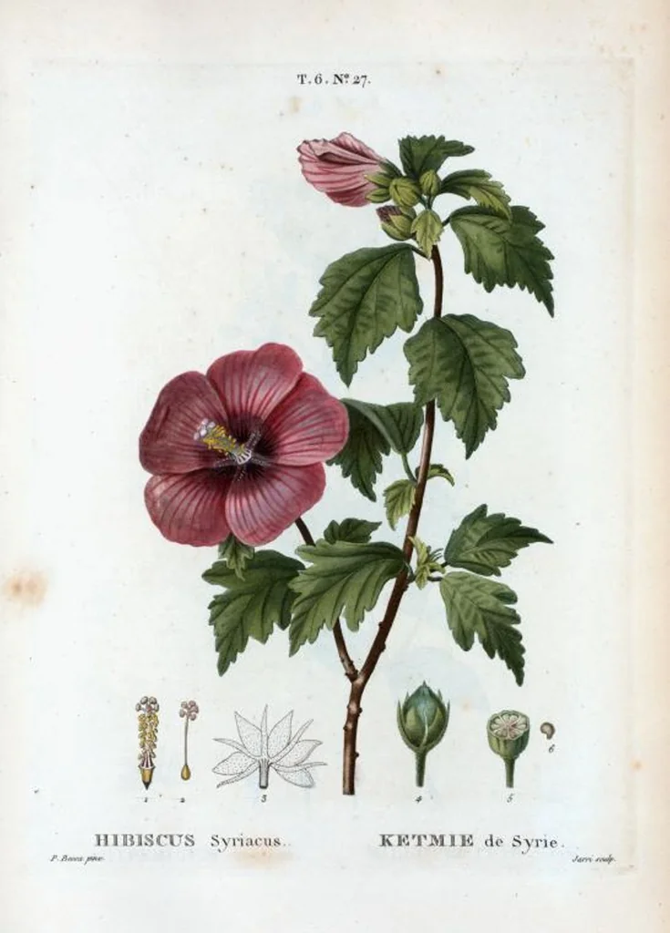 An illustration from Nouveau Duhamel, 1801, leaf 375