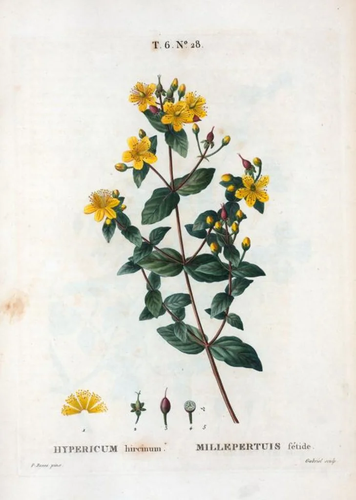 An illustration from Nouveau Duhamel, 1801, leaf 376