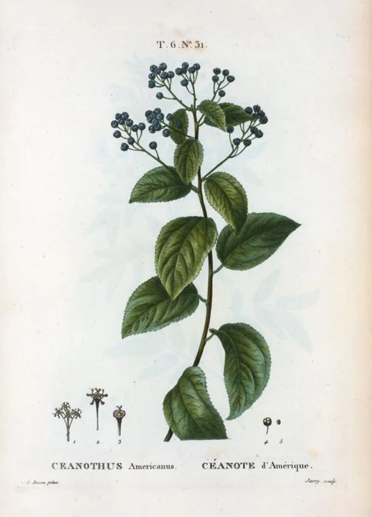 An illustration from Nouveau Duhamel, 1801, leaf 379