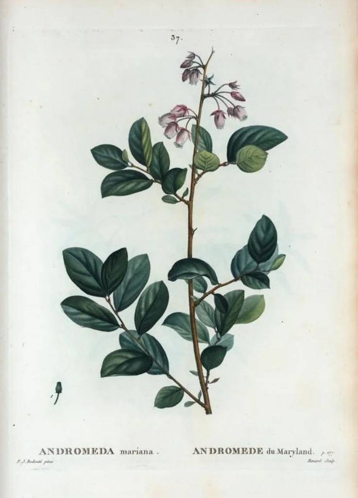 An illustration from Nouveau Duhamel, 1801, leaf 38