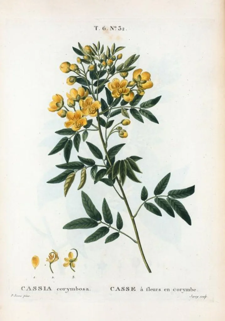 An illustration from Nouveau Duhamel, 1801, leaf 380