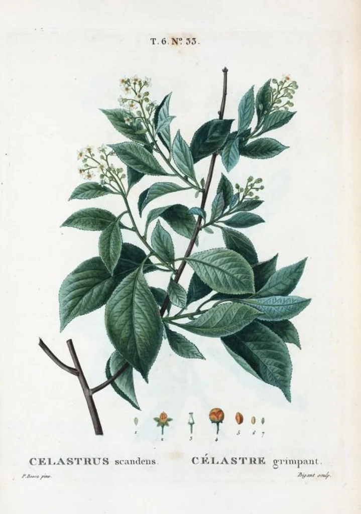 An illustration from Nouveau Duhamel, 1801, leaf 381