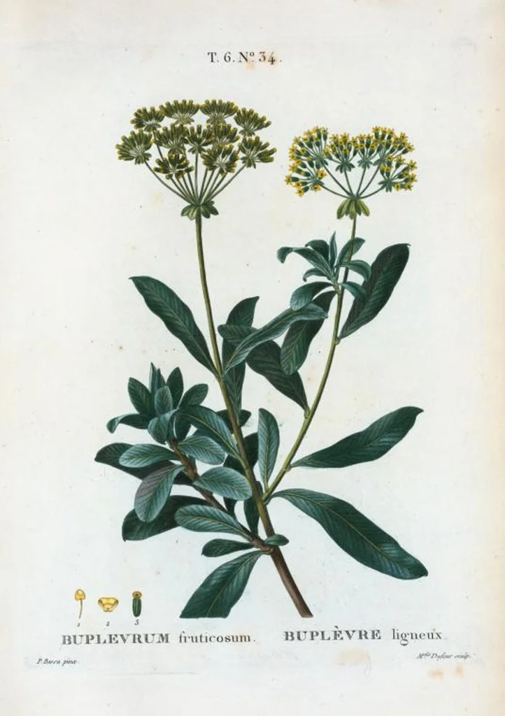 An illustration from Nouveau Duhamel, 1801, leaf 382