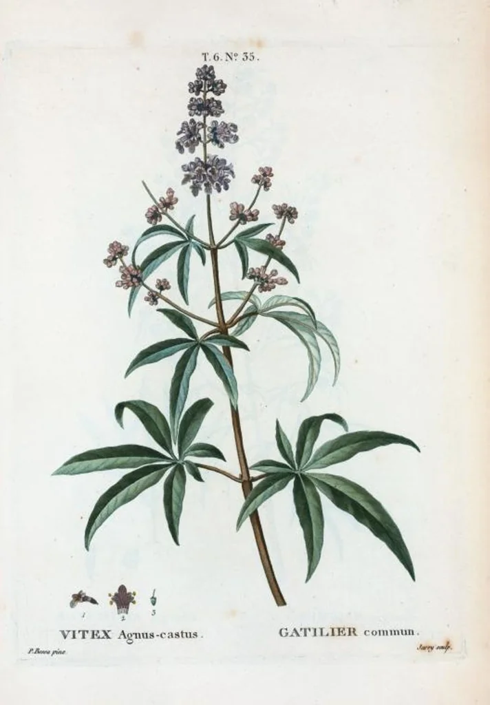 An illustration from Nouveau Duhamel, 1801, leaf 383