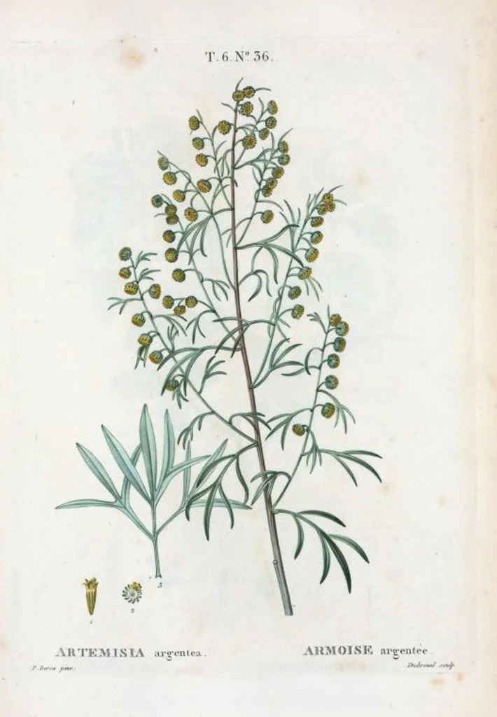 An illustration from Nouveau Duhamel, 1801, leaf 384