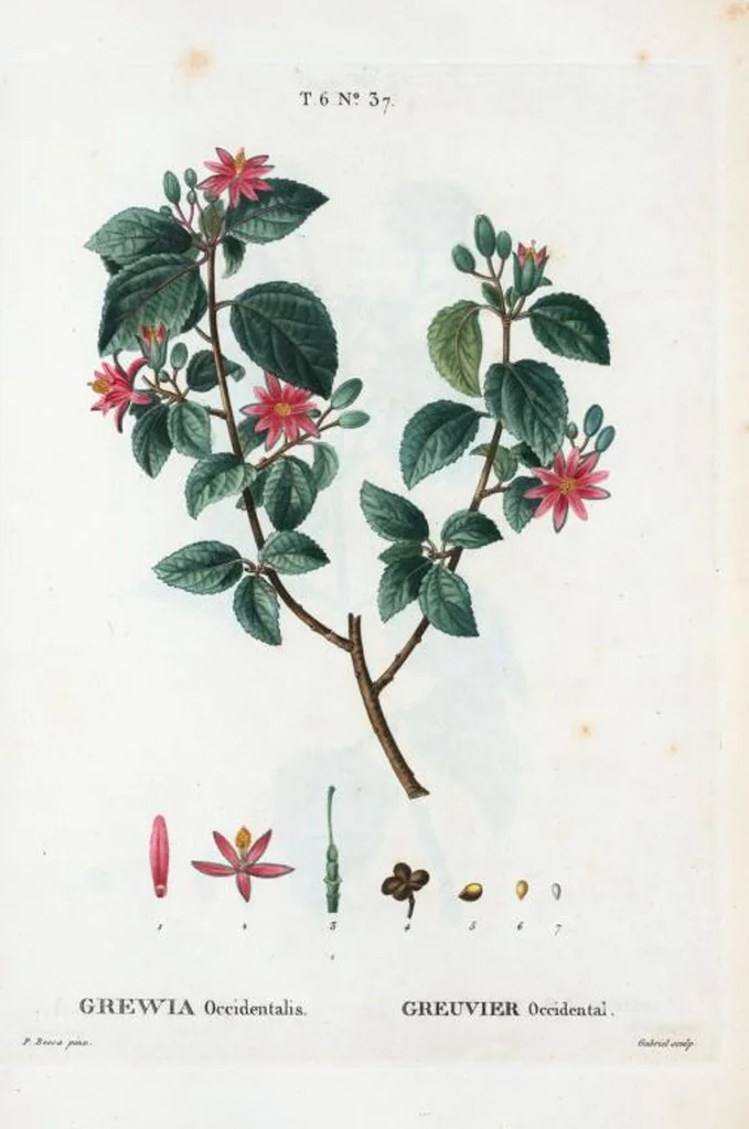 An illustration from Nouveau Duhamel, 1801, leaf 385