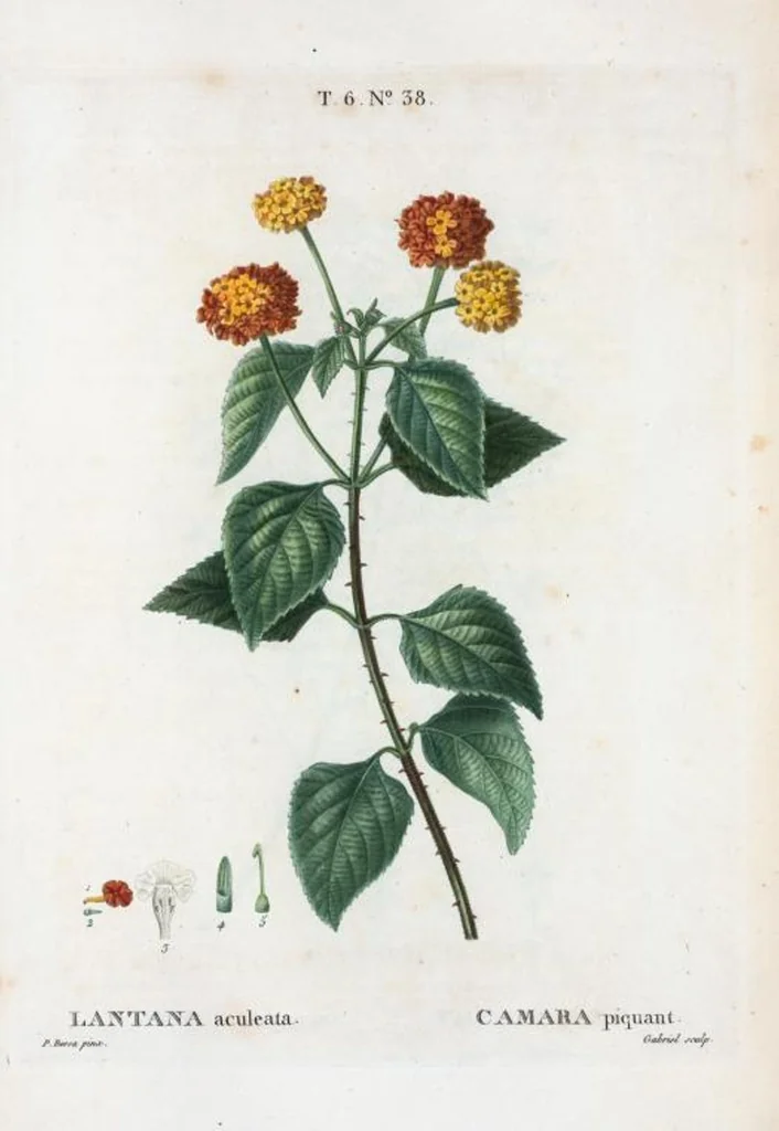 An illustration from Nouveau Duhamel, 1801, leaf 386