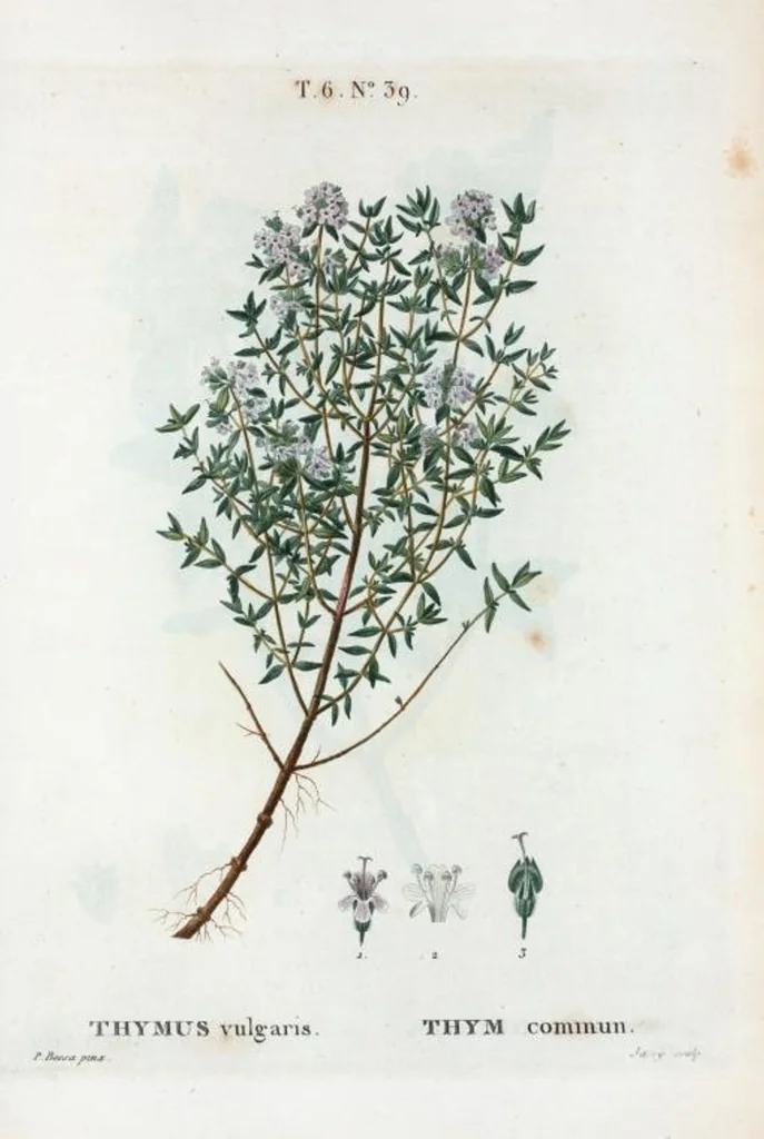 An illustration from Nouveau Duhamel, 1801, leaf 387