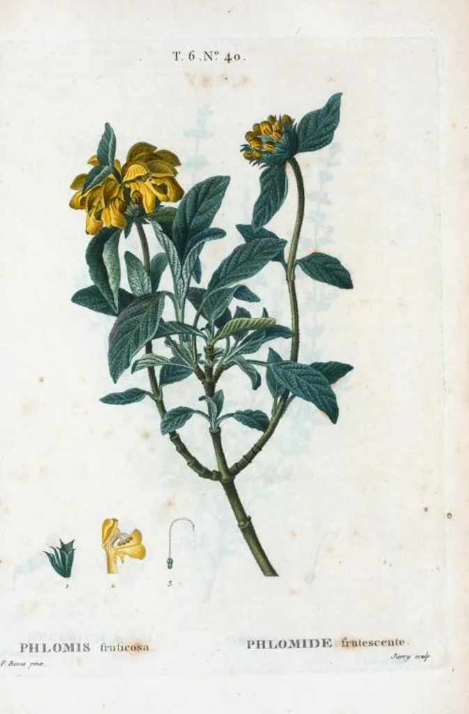 An illustration from Nouveau Duhamel, 1801, leaf 388