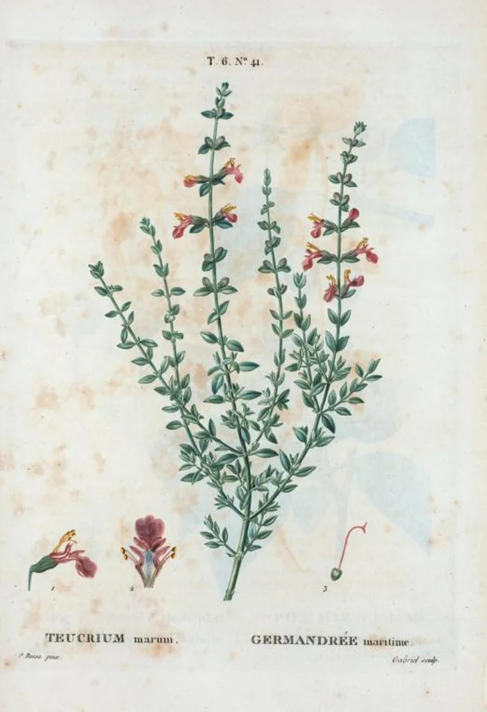 An illustration from Nouveau Duhamel, 1801, leaf 389