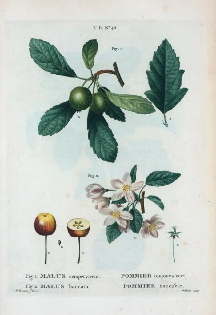 An illustration from Nouveau Duhamel, 1801, leaf 391