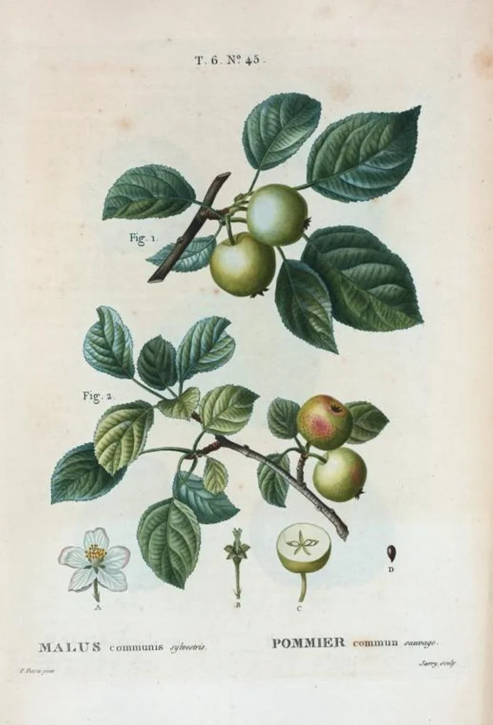 An illustration from Nouveau Duhamel, 1801, leaf 393