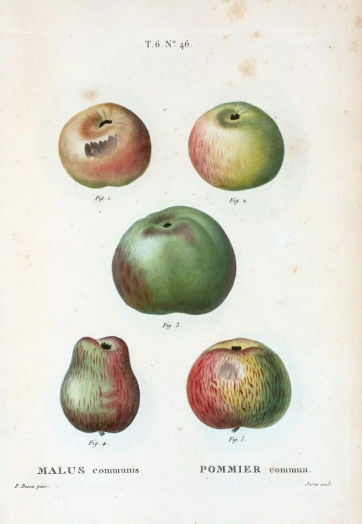 An illustration from Nouveau Duhamel, 1801, leaf 394