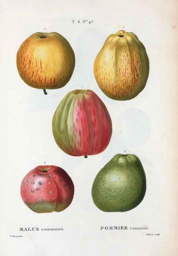 An illustration from Nouveau Duhamel, 1801, leaf 395