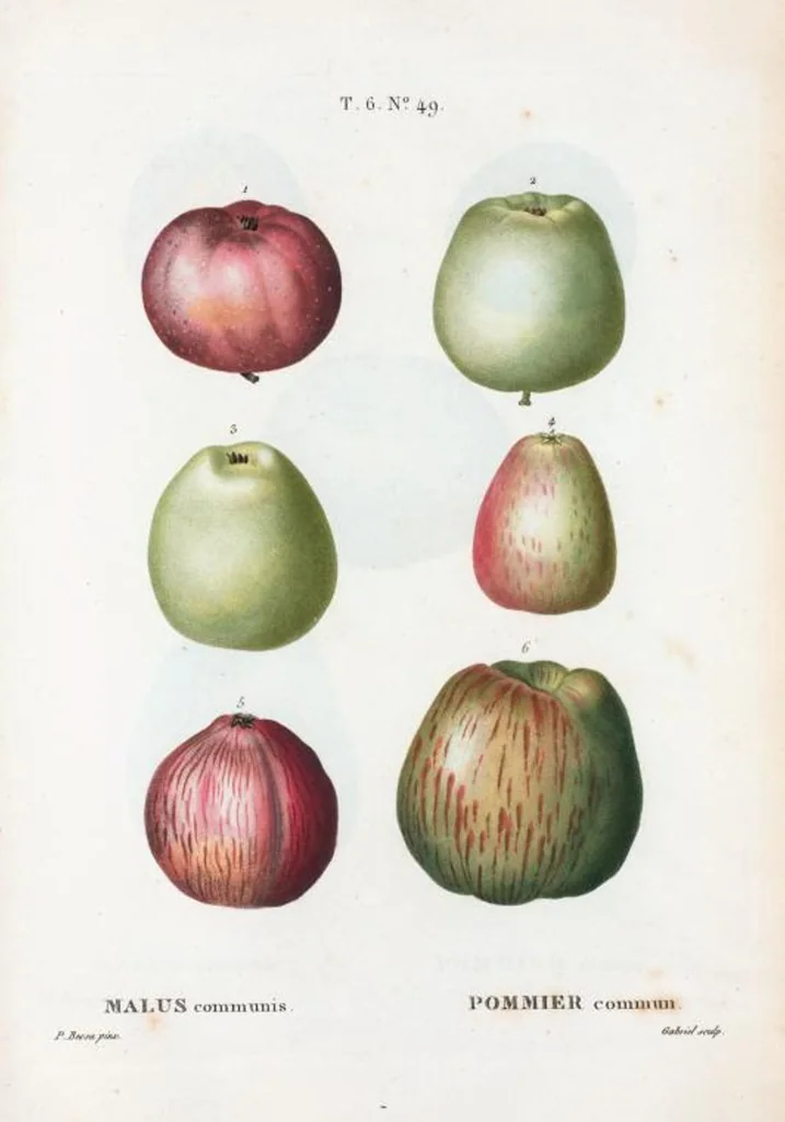 An illustration from Nouveau Duhamel, 1801, leaf 397