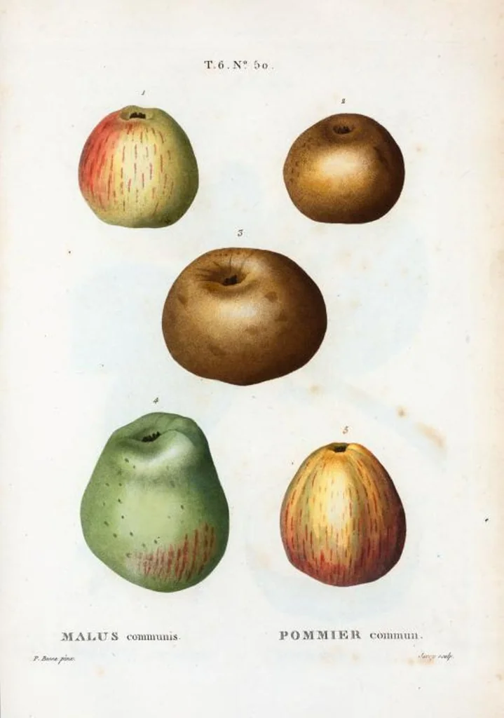 An illustration from Nouveau Duhamel, 1801, leaf 398