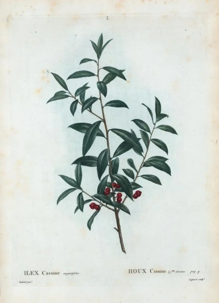 An illustration from Nouveau Duhamel, 1801, leaf 4