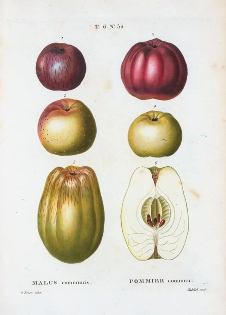 An illustration from Nouveau Duhamel, 1801, leaf 400